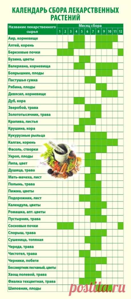 Календарь сбора лекарственных растений