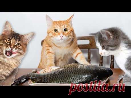 Коты хищники. Уличные кошки едят рыбу.