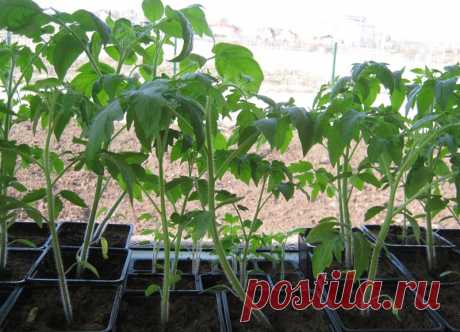 Что делать, чтобы рассада не вытягивалась | Выращивание томатов на дачном участке