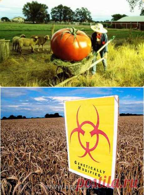 ГМО. История глобальной аферы | Велемудр