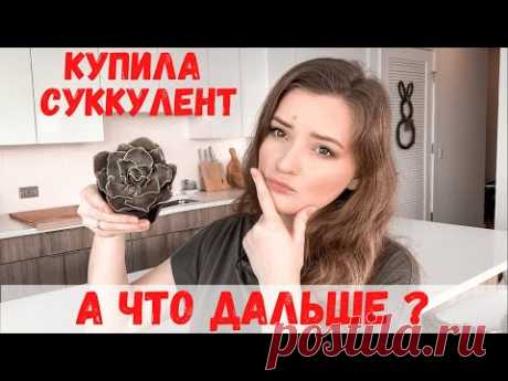 Что делать с суккулентом после покупки | Пересадка суккулентов