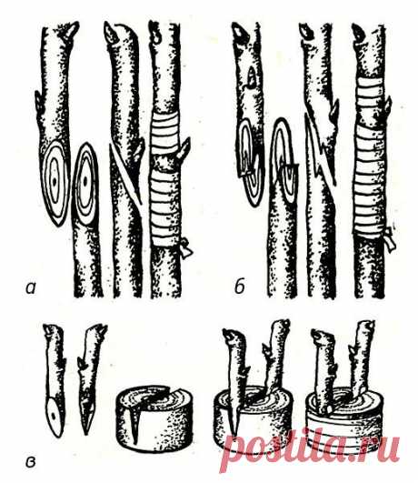 Размножение винограда прививкой - Садовые растения, советы - Всё для сада и огорода - Каталог статей - Всё для жизни