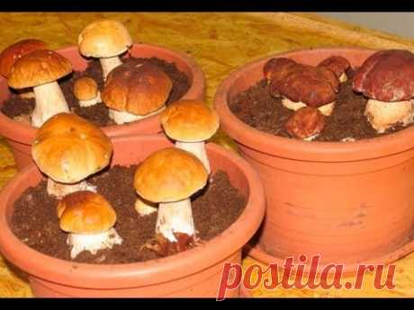 Как вырастить много белых грибов дома на подоконнике