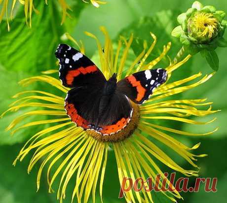 Бабочки - &quot;живые цветы&quot; ...