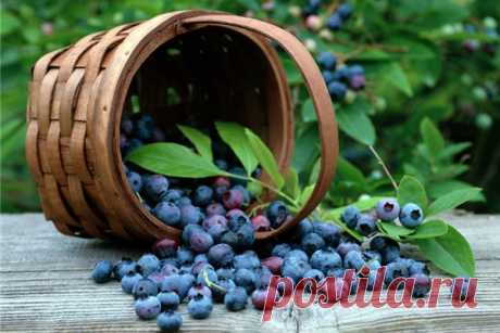 Ядовитые ягоды: Какими ягодами можно отравиться, ядовитые лесные ягоды (ФОТО, КАРТИНКИ)