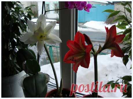 Комнатные растения цветущие зимой-цветотерапевты и оптимисты