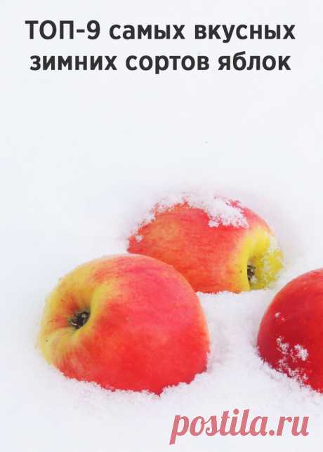 Топ-9 самых вкусных зимних сортов яблок с фото