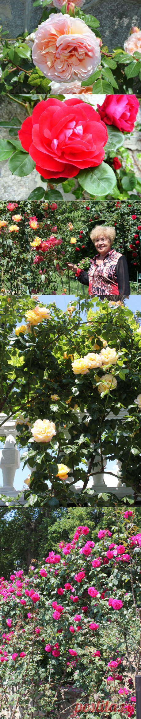 С конца мая – в июне наступает пора первого массового цветения многих сортов роз из различных садовых групп, но подлинным украшением Сада являются плетистые розы. Роскошь цветения, пленяющие ароматы, делают их настоящими «цветочными аристократками».