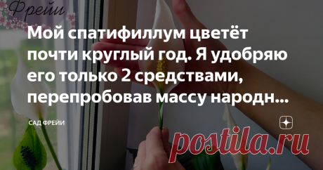 Мой спатифиллум цветёт почти круглый год. Я удобряю его только 2 средствами, перепробовав массу народных и покупных вариантов Если вы желаете видеть частое цветение спатифиллума, то удобрения станут сподручниками в достижении белоснежной цели. Перепробовав длинный список дорогих удобрений и народных секретов, я остановилась только на паре вариантов. Здравствуйте, цветоманы!  Меня зовут Екатерина и мой любимый спатифиллум, внезапно выдав очередной цветок сразу же после пере...