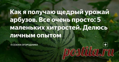 Как я получаю щедрый урожай арбузов. Все очень просто: 5 маленьких хитростей. Делюсь личным опытом Чтобы вырастить щедрый урожай арбузов, совершенно не обязательно жить на юге, достаточно знать пару хитростей. Любите ли вы арбузы? Уверена, что да! Невозможно остаться равнодушным к его душистой и сочной мякоти! Как выращивать арбузы. Как опылять арбузы. Как сохранить плоды арбузов на грядке. Сад и дача. Полезные советы.