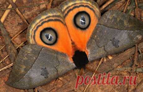 Бабочка вида Automeris Amanda. Фото: Mileniusz Spanowicz/WCS   |  Где живет 10 тысяч видов бабочек — National Geographic Россия