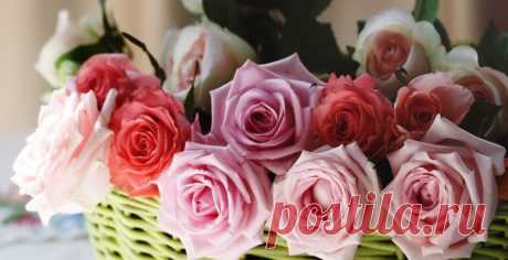 Больше 200 оттенков роз для сада - GreenMarket
Розы-розы-розочки разные сорта и всевозможные  цветовые колориты.