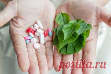 Растения против таблеток: эффективные природные антибиотики