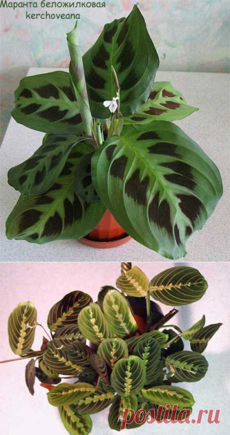 Маранта (Maranta)