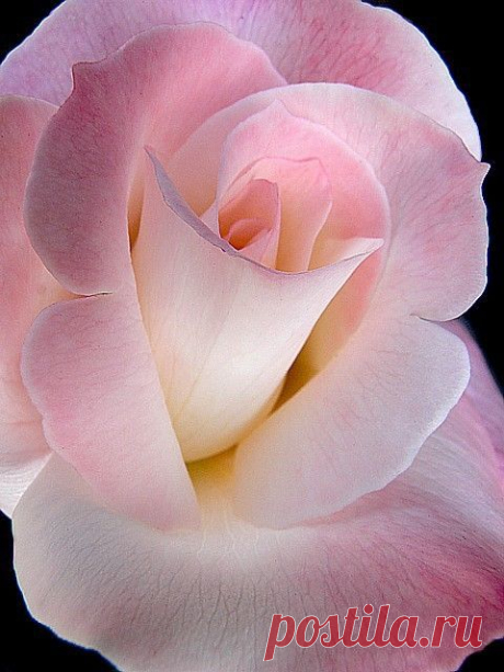 ~Rose, such beauty... ~ CE♥ : Discover and save creative ideas