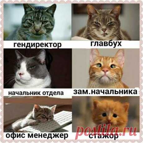 коты