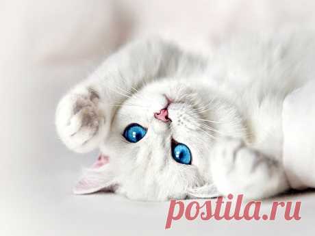 Обои Белый кот с голубыми глазами на рабочий стол, страница