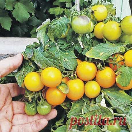 Домашние любимцы: томаты, зелень и редис. Секреты огорода на подоконнике