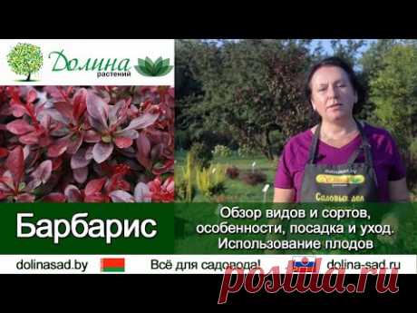 Барбарис . Как посадить барбарис, чем подкармливать и какие болезни барбариса бывают?