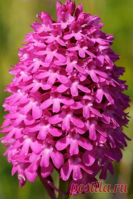 Anacamptis pyramidalis - Pyramidal Orchid