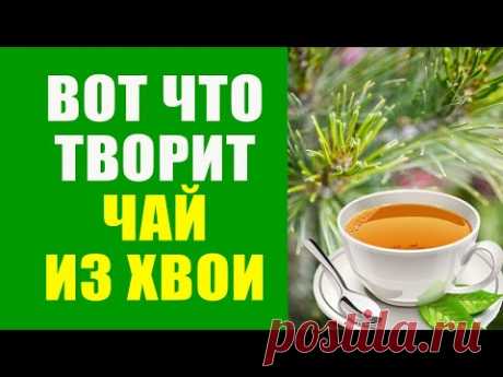 Полезный Чай Из Хвои Сосны. Как заварить иголки сосны