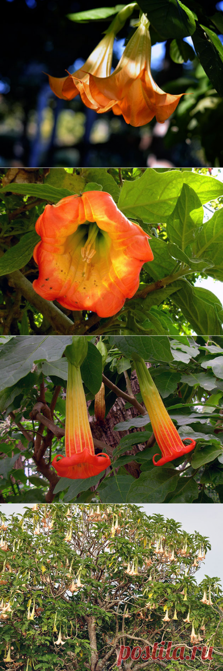 Цветок бругмансия – выращивание из семян, размножение бругмансии и уход