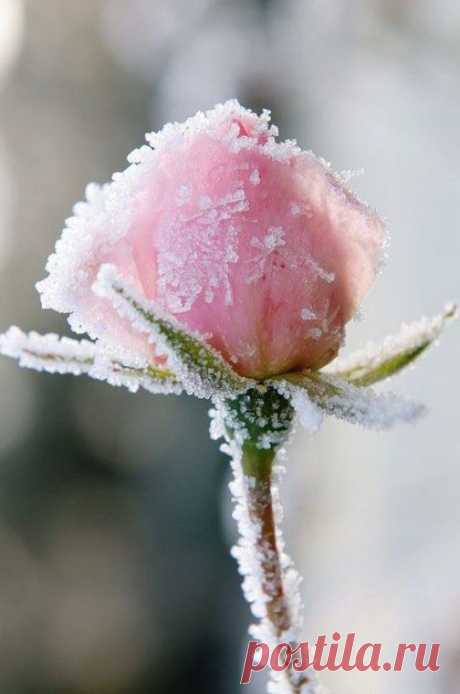 Чуть схвачены морозом
За мякоть лепестков,
В саду застыли розы,
Хранящие любовь.
Последняя надежда,
Ведь завтра будет снег,
Неотданная нежность
Замерзнет в них навек.
Не срежет их под корень
Любимая рука!
Какое это горе -
Цвести и ждать, пока
Мороз сердитой хваткой
Всю нежность заберет,
И розы ждут с оглядкой -
Вдруг кто-нибудь придет...