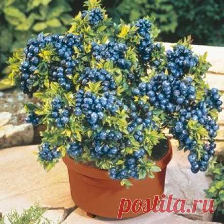 How to Grow Blueberries in Containers