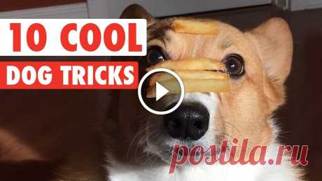 10 Cool Dog Tricks || Awesome Compilation