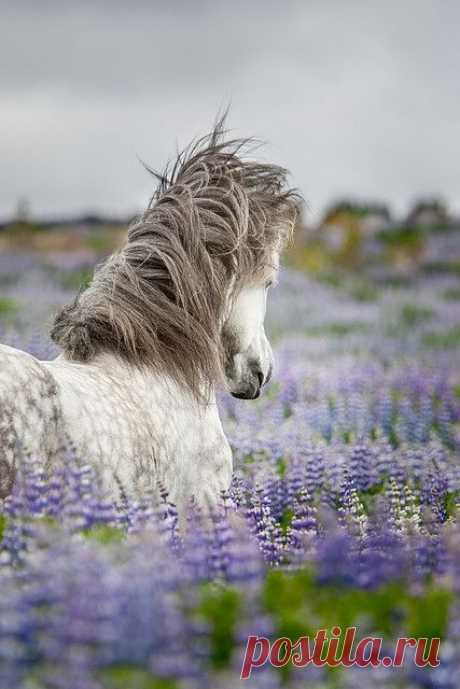 Galloping through lavender in Provence | The Mystique of France