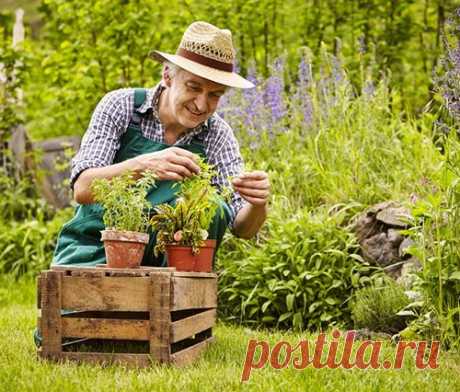 Заповеди садоводства. 5 наставлений, котором должен следовать каждый дачник