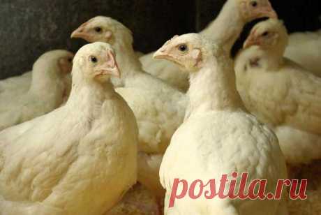 Кормление цыплят бройлеров, выращивание бройлеров в домашних условиях