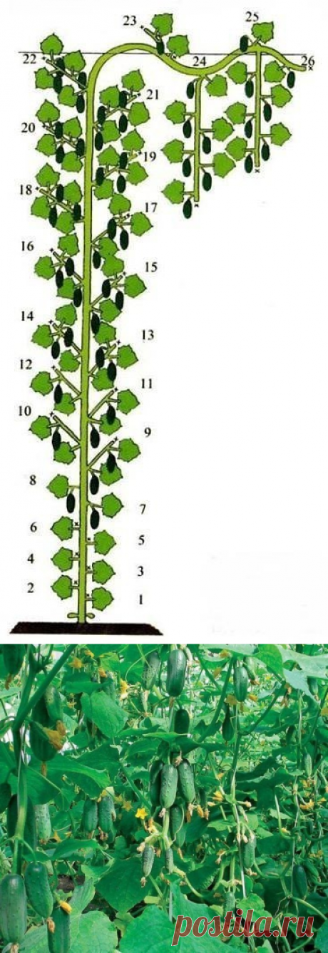 КАК ФОРМИРОВАТЬ ПАРТЕНОКАРПИЧЕСКИЕ ОГУРЦЫ