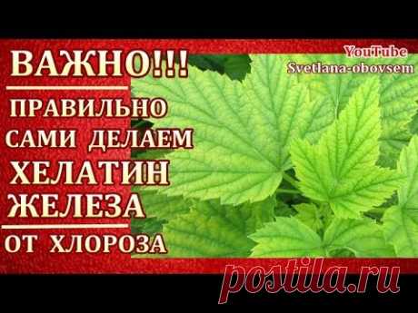 ДЕЛАЕМ САМИ ХЕЛАТ ЖЕЛЕЗА. РЕЦЕПТЫ НА 2, 3, 9, ЛИТРОВ ВОДЫ ..СПАСАЕМ РАСТЕНИЯ..