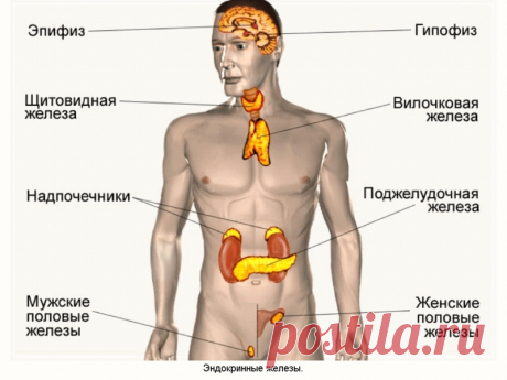 Старение начинается с эндокринной системы