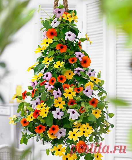 Если вам надоели петунии и герани, посадите новенькие цветы из моего списка для кашпо, террас и балконов | Моя успешная дача | Яндекс Дзен