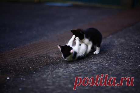 Cute&Cool Pets 4U: Кошки и котята играют в картинки и обои