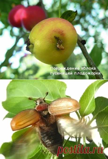 Вредители яблонь и груш...