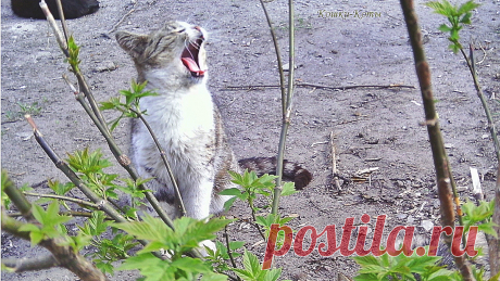 Празднуйте во весь голос: спойте или скажите «мяу» | 16 апреля | Сайт «Кошки–Коты» | Автор Нина Стрелкова | Кошачий календарь «Кошки каждый день» | Всемирный день голоса ежегодно отмечается 16 апреля