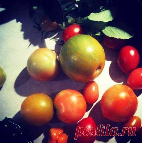Интересные самоделки: Хотите вырастить сладкие помидоры? Используйте пищевую соду