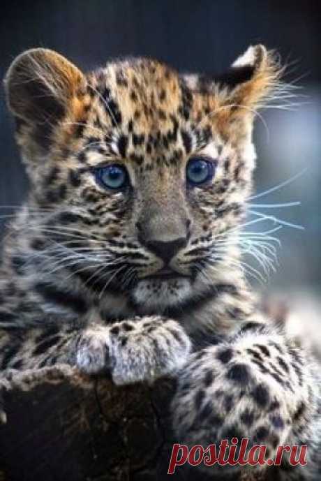 Adorable Leopard Cub