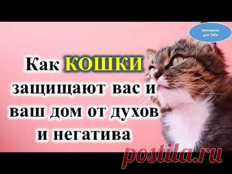 Как кошки защищают вас и  дом от духов  и негатива @Эзотерика для Тебя: Гороскопы. Ритуалы. Советы.