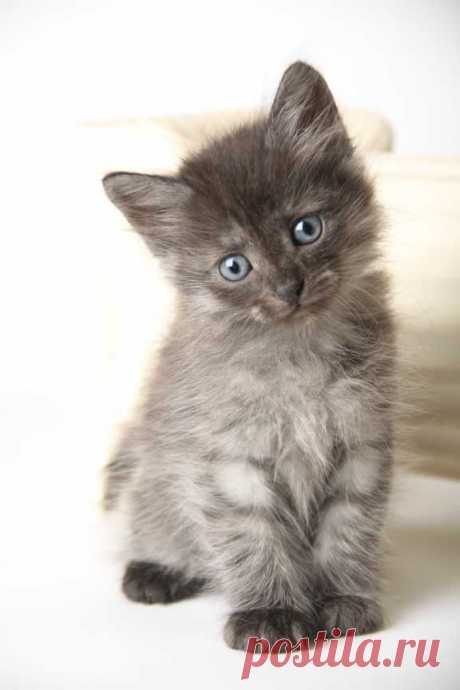 Beautiful Siberian kittens - Pictures