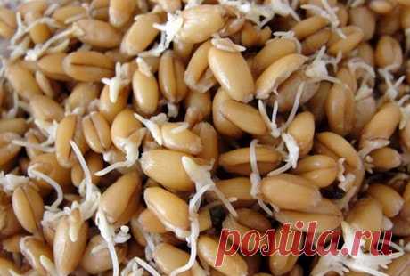 Чем полезна пророщенная пшеница - как правильно прорастить и употреблять зерна