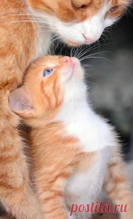 «Awww, baby luv 💗 Motherhood Cute cats, kittens, Cute animals, Beautiful cats» — карточка пользователя Василий С. в Яндекс.Коллекциях