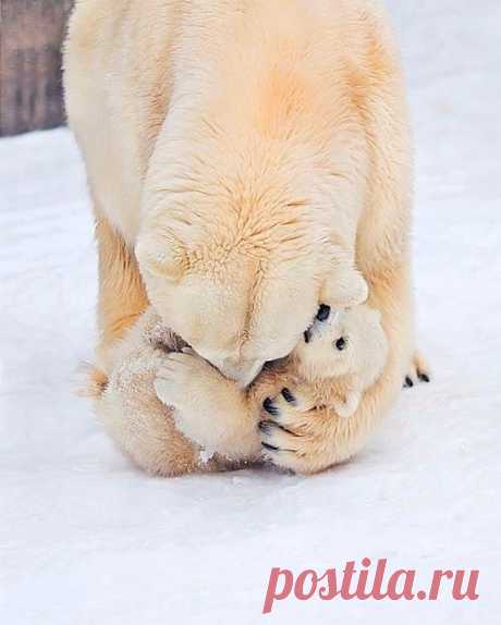 Белая медведица ❤