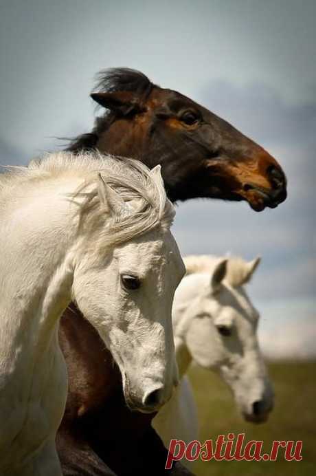 Очарование лошади