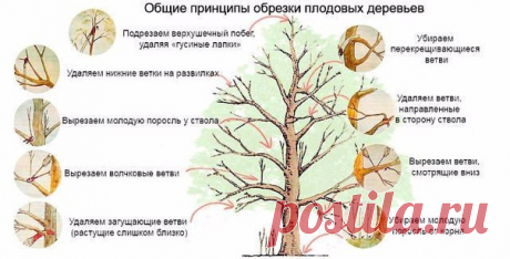 Осенью не смогли провести обрезку старых яблонь... Когда можно приступить к этой работе?