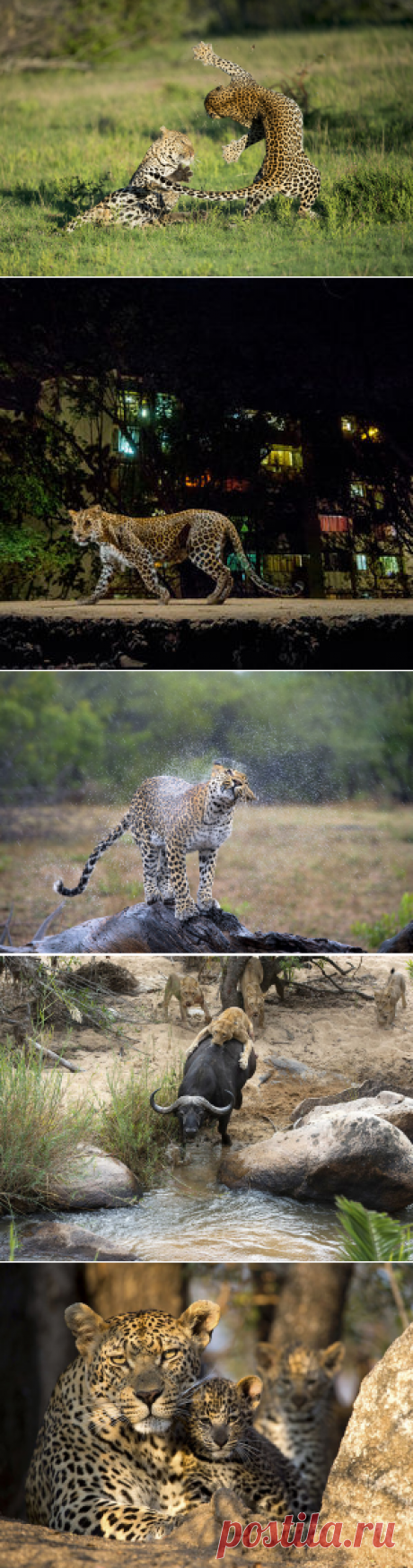 Южная Африка: земля леопарда — National Geographic Россия Резерват Саби-Сэнд стал домом для представителей всей африканской &laquo;большой пятерки&raquo;: слонов, львов, носорогов, буйволов и моих любимых фотомоделей &mdash; леопардов