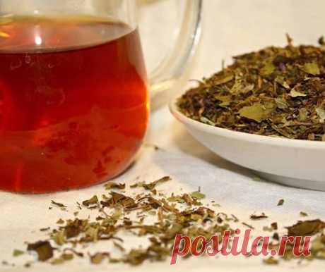 Русский чай: пошаговая инструкция заготовки иван-чая